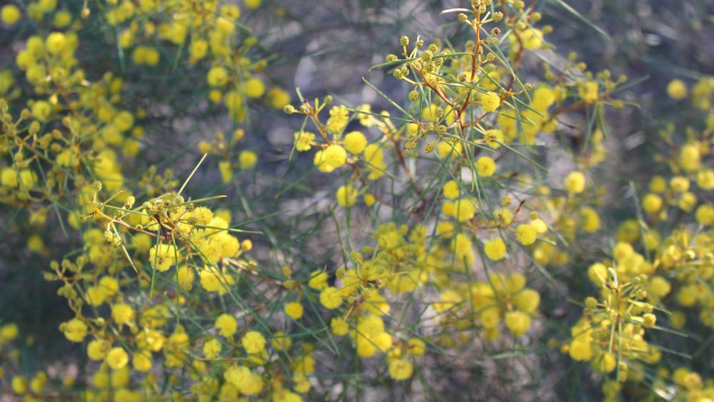 Willowa Wattle Little Desert National Park