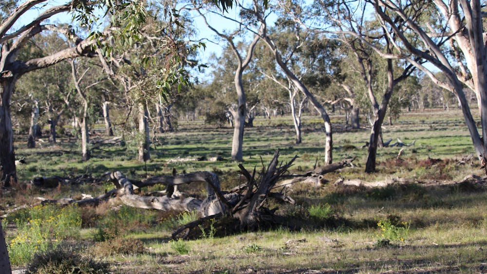 Bush scene Wyperfeld National Park
