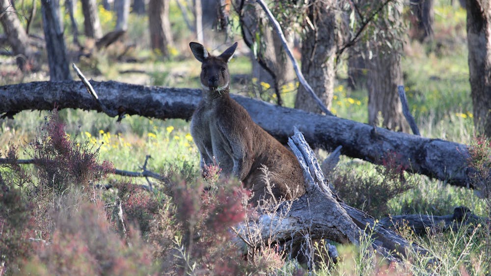 Western grey kangaroo Wyperfeld National Park