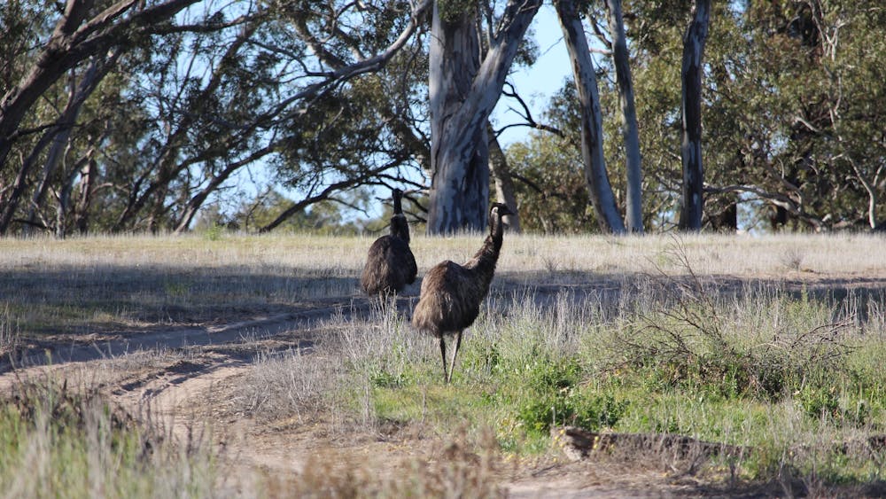 Emu's Wyperfeld National Park
