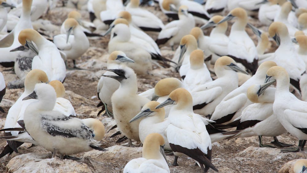 Visit the Australasian Gannet rookery at Portland.