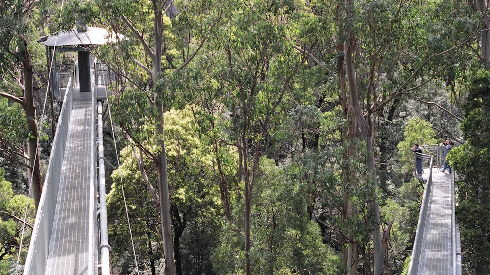 Otway Fly tree walk in the Otway Ranges, Great Ocean Road