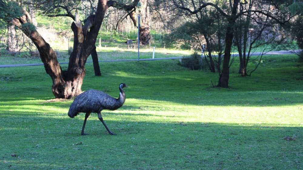 A Emu at Tower Hill Wildlife Reserve, one of the many wildlife experiences you can have.