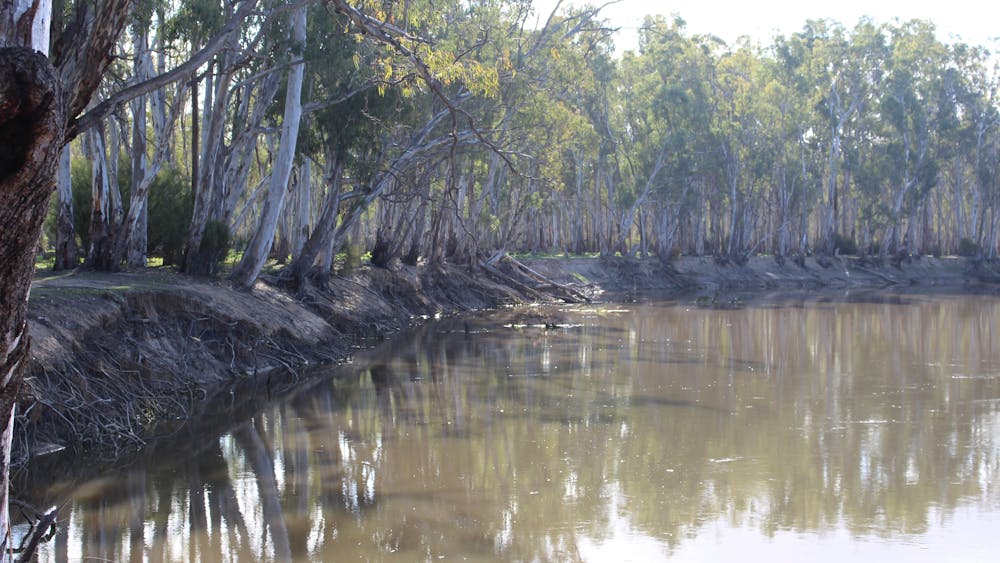 The Murray region, on tour you go to the Gunbower National Park to view wildlife on the Murray River