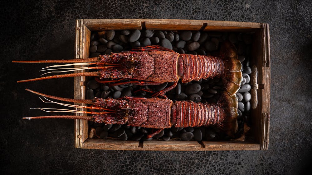 Lobster