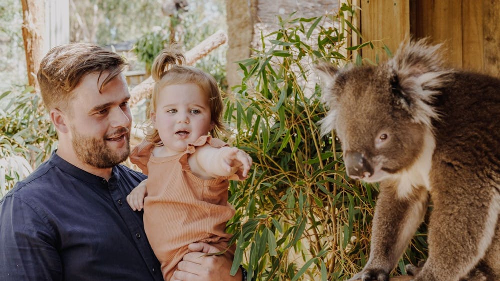 Koala