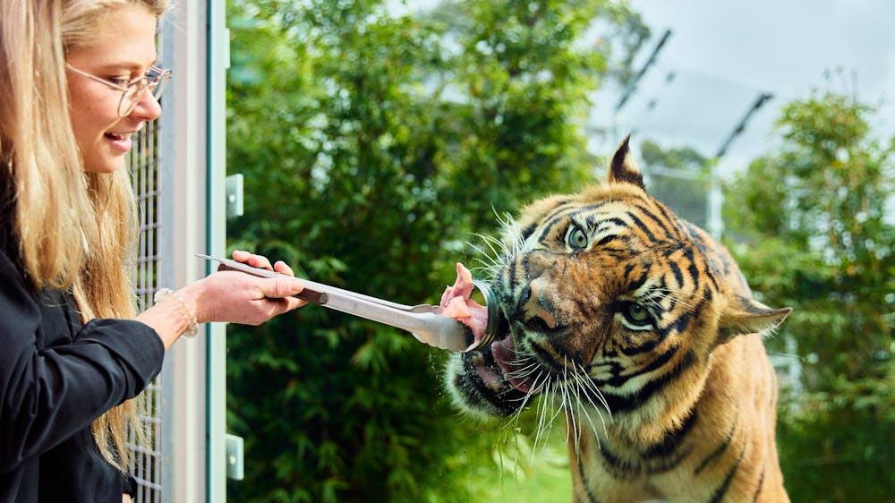 Tiger eating